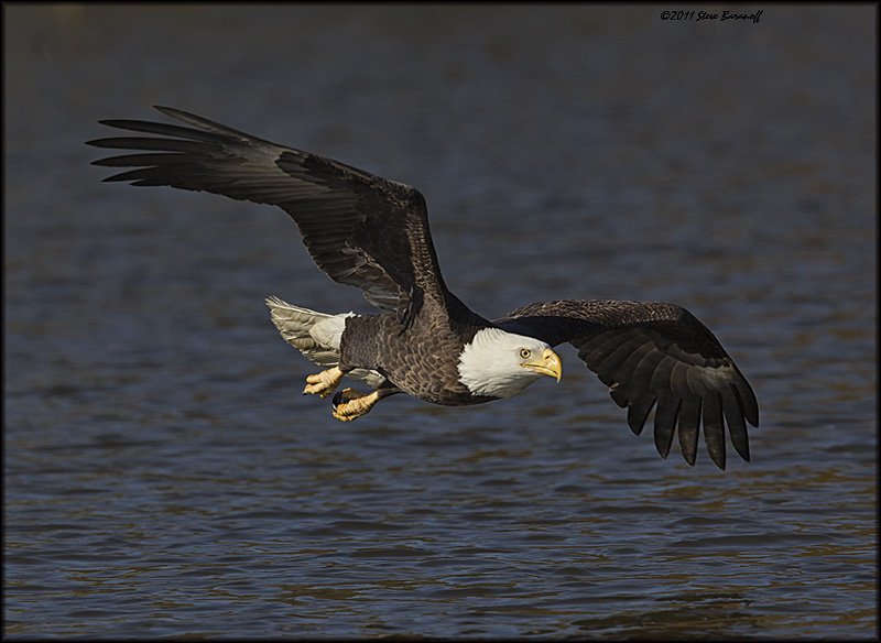_1SB8690 american bald eagle.jpg